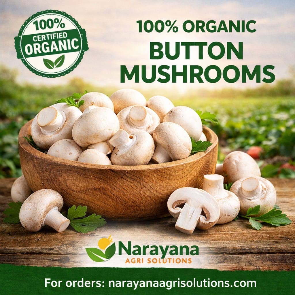 Organic Mushroom